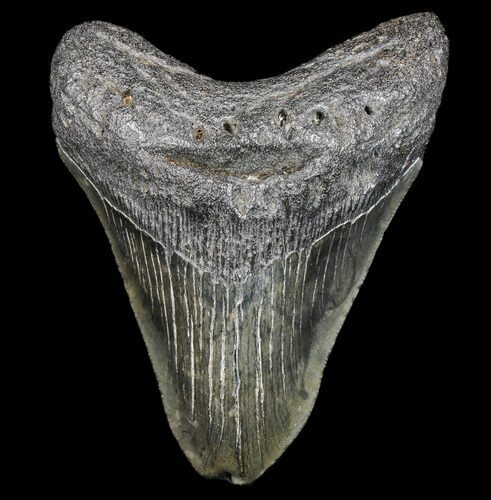 Fossil Megalodon Tooth - Pathological Tip #77660
